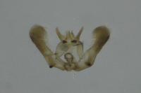 Epinotia tetraquetrana