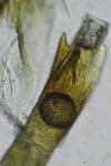 Nemapogon granellus