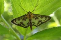 Anania hortulata