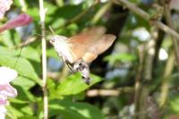 Macroglossum stellatarum