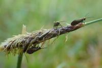 Micropterix calthella