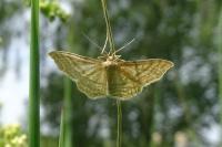 Idaea macilentaria