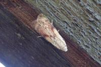 Aphomia sociella