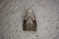 Aphomia sociella