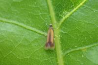 Coptotriche marginea