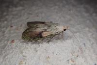 Aphomia sociella