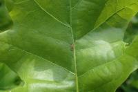 Coptotriche marginea