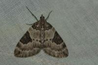 Thera vetustata