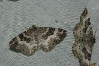 Epirrhoe alternata