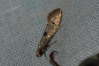 Tinea trinotella