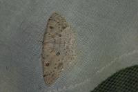 Cyclophora albipunctata