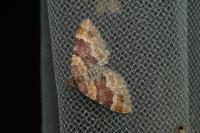 Xanthorhoe spadicearia