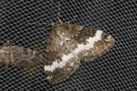 Perizoma affinitata