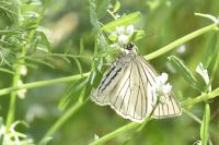 Siona lineata