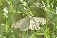 Siona lineata