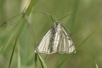Siona lineata