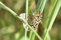 Chiasmia clathrata