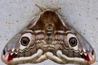 Saturnia pavonia