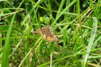 Euclidia glyphica