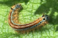 Malacosoma neustria