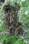Malacosoma neustria