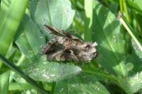 Autographa gamma