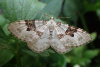 Xanthorhoe montanata