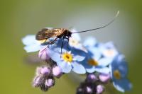 Cauchas rufimitrella