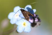 Cauchas rufimitrella