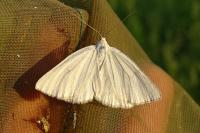 Siona lineata
