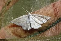 Perconia strigillaria