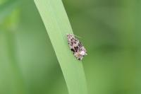 Celypha lacunana