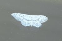 Idaea seriata