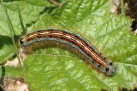Malacosoma neustria