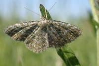 Scopula immorata