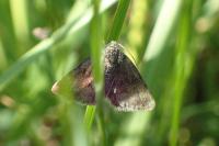 Panemeria tenebrata