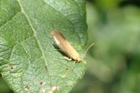 Crassa tinctella