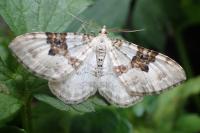 Xanthorhoe montanata