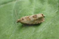 Epiblema turbidana