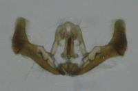 Epiblema turbidana
