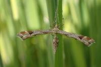 Platyptilia gonodactyla