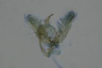 Platyptilia gonodactyla