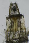 Coleophora caespititiella