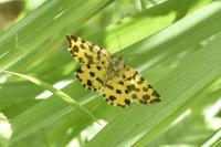 Pseudopanthera macularia