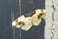 Ligdia adustata