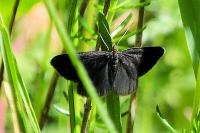 Odezia atrata