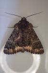 Catephia alchymista