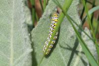 Cucullia verbasci