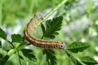 Malacosoma neustria