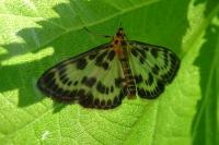 Anania hortulata